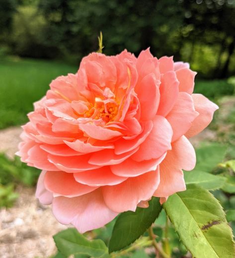 A New Rose Garden at My Farm - The Martha Stewart Blog Raspberry Bushes, Planting Dahlias, Raspberry Bush, Austin Rose, New Garden, David Austin Roses, Garden Rose, Rose Fragrance, Rose Bush