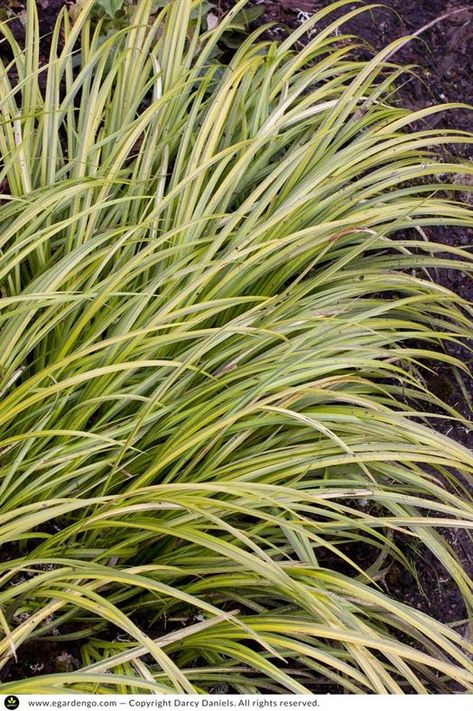 Acorus gramineus 'Ogon' | Common Name: Golden Variegated Sweetflag | eGardenGo Acorus Gramineus, Sunshine On A Cloudy Day, Lawn Alternatives, A Ray Of Sunshine, Ray Of Sunshine, Rain Garden, Landscape Plans, Cloudy Day, Farm Gardens