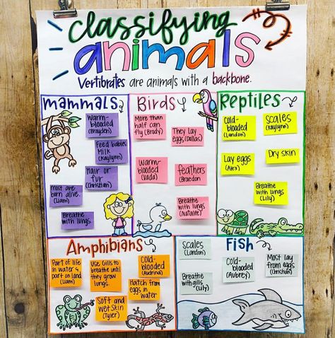 Classification Of Vertebrates, Types Of Vertebrates, Endangered Animals Activities, Animal Classification Activity, Classifying Animals, Zoo Trip, Science Anchor Charts, Animal Lessons, Animal Classification