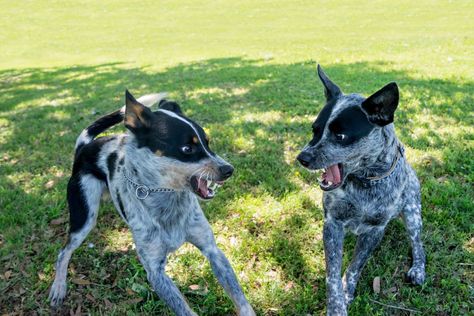 Schertz Animal Hospital | Mine, Mine, Mine! Possessive Aggression in Dogs Blue Heeler Dogs, Mine Mine, Australian Cattle Dogs, Australian Cattle Dog Blue Heeler, Lovely Animals, Blue Heeler, Animal Hospital, Funny Dog Videos, Australian Cattle Dog