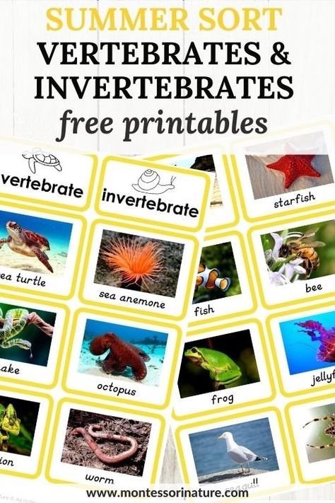 10 Types Of Vertebrates And 10 Types Of Invertebrates – Free Summer Printable - Montessori Nature Invertebrates Activities For Kids, Invertebrates Animals, Vertebrates And Invertebrates Activities Preschool, Invertebrates Animals Pictures, Vertebrates And Invertebrates Craft, Vertebrates And Invertebrates Activities, Invertebrates And Vertebrates, Invertebrates And Vertebrates Worksheets, Types Of Vertebrates