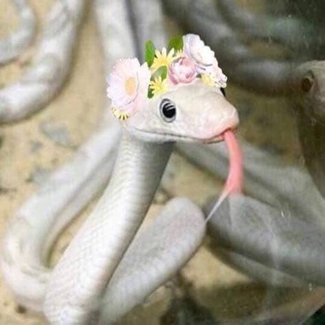 Cute White Snake, Snakes With Hats, Funny Animal Art, Baby Snakes, Drawing Bird, Pretty Snakes, Scary Animals, Photos Aesthetic, Cute Small Animals