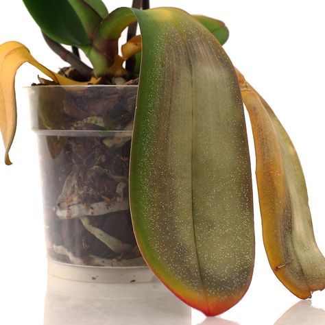 There are a number of factors that can cause the leaves of an orchid to become discolored, including direct sunlight, low temperatures, and root rot. Yellow Leaves On Plants, Orchid Leaves Turning Yellow, Water Culture Orchids, Orchids Care, Pruning Plants, Phalaenopsis Orchid Care, Repotting Orchids, Orchids In Water, Indoor Orchids