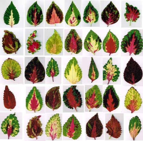 Sampler of last year’s coleus leaves. I’ve been cleaning chaff from my coleus seed harvest, dreaming of next year’s new plants. When I’m finished the tedious task, I’l… Coleus Plants, Types Of Leaves, Tanaman Indoor, Tanaman Pot, Shade Plants, Gardening For Beginners, Shade Garden, Outdoor Plants, Garden Paths