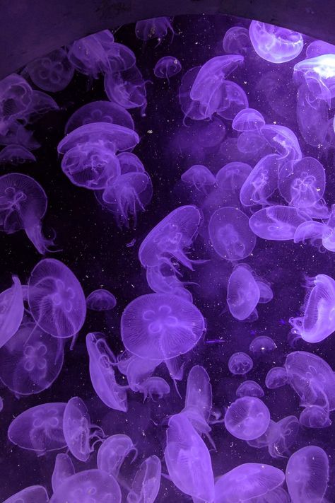 Pookie Wallpapers, Purple Ocean Aesthetic, Wallpaper Agua, Purple Jellyfish, Jellyfish Pictures, Jellyfish Photography, Genos Wallpaper, Purple Aesthetic Background, Pink Jellyfish