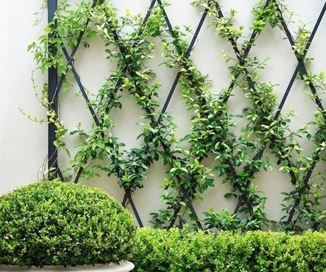 41 Awesome Plant Wall Ideas & How to Build a DIY Plant Wall Diy Plant Wall, Plant Wall Ideas, Spilled Flower Pot Ideas, Spilled Flower Pot, Garden Corner Ideas, Vertical Plant Wall, Flower Pot Ideas, Plant Walls, Backyard Garden Beds