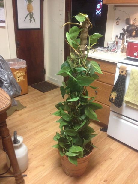 How to add a pole to your philodendron Pothos Pole Diy, Philodendron Potting Ideas, Pothos Trellis Indoor Diy, Philodendron Trellis, Diy Pothos Trellis, Diy Plant Stakes, Pothos Trellis, Sirih Gading, Ivy Plant Indoor