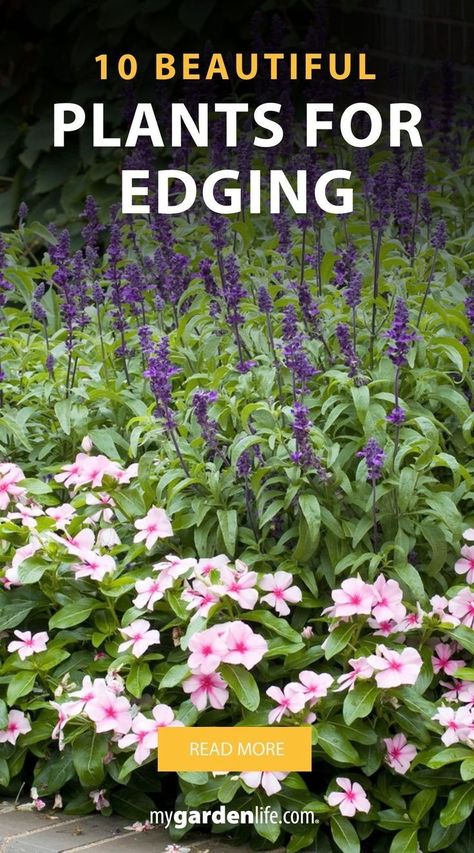 Looking for the best plants for edging your garden and walkways? Check out our list of 10 beautiful edging plants that will enhance your landscape. Perfect for creating neat borders around your lawn, trees, driveways, and rocks. These plants offer excellent garden edging ideas to keep your yard looking immaculate. Find more landscape edging ideas and garden edging inspiration at Mygardenlife.com. Landscaping Edge Of Woods, Driveway Plants Ideas, Simple Garden Borders, Plants Along Walkway, Garden Border Ideas Plants, Driveway Planting Ideas, Plant Border Ideas, Landscaping Border Ideas, Rock Borders Edging