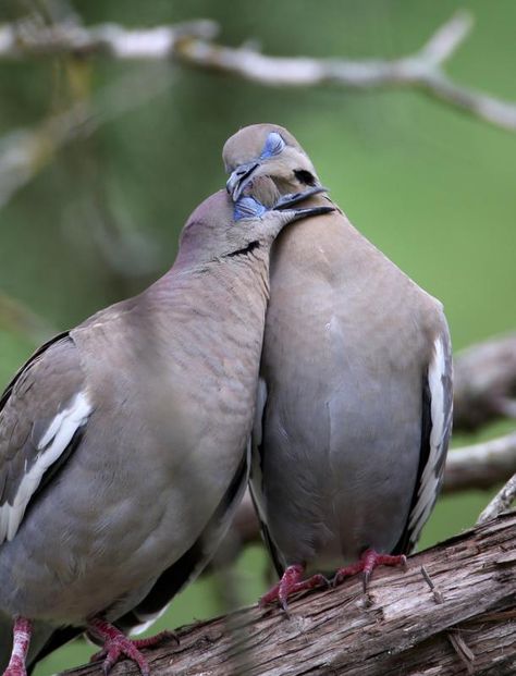 White-winged Dove (Zenaida asiatica) Two White-winged Doves interacting. | the Internet Bird Collection | HBW Alive White Winged Dove, Wild Birds Photography, Cute Pigeon, Pigeon Pictures, Bird Pictures, Arte Animal, Pretty Birds, Bird Photo, Colorful Birds