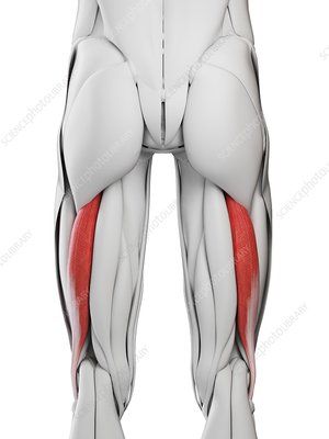 Human Body Muscles Tendons Cartilage Muscular System Stock Photos and Pictures - Science Photo Library Semitendinosus Muscle, Muscles Illustration, Muscle Illustration, Human Body Muscles, Computer Illustration, Body Muscles, Library Website, Muscular System, Science Photos