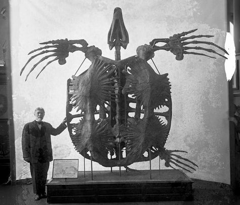 The Archelon - Album on Imgur Peabody Museum, Ancient Animals, Extinct Animals, Dinosaur Fossils, Prehistoric Creatures, Prehistoric Animals, Natural History, Rock Art, T Rex