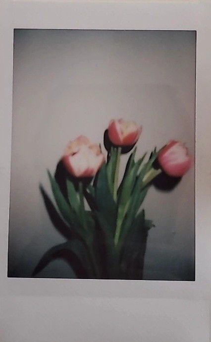 Pink Tulips Pink And White Tulips Aesthetic, Pink Tulips Aesthetic, Tulips Vintage, Tulips Aesthetic, Phone Cover Stickers, Cover Stickers, Flower Therapy, White Tulips, Pink Tulips