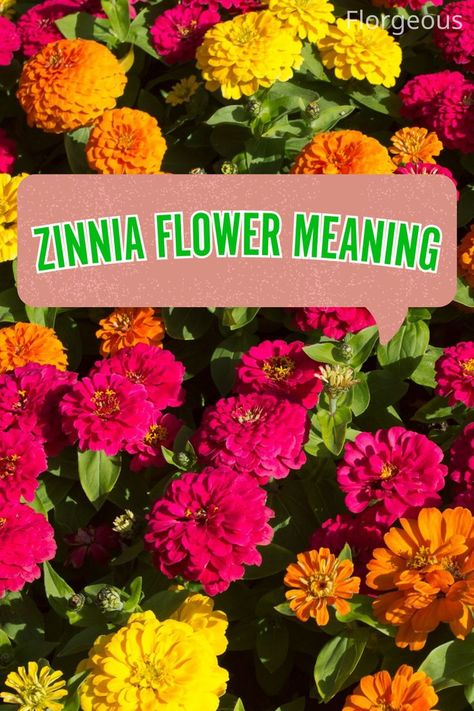 Zinnia Flower Meaning Flower Names For Girls, Zinnia Flower, Flower Symbol, Zinnia Flowers, Flower Meanings, Ways To Show Love, Flower Names, Growing Seeds, Feeling Lost