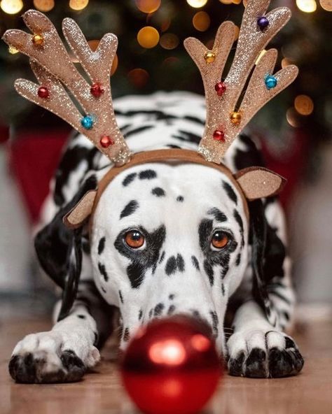 Christmas Dog Photography, Holiday Dog Photos, Christmas Dalmatian, Christmas Pet Photos, Holiday Pet Photos, Dog Photography Poses, Watching Christmas Movies, Dog Christmas Photos, Dog Christmas Pictures