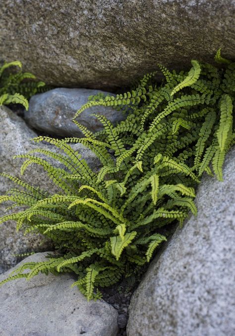 Sneak Peek: Garden Design Magazine’s Wild Gardens Fern In Garden, Fern Rock Garden, Fern Garden Design, Asplenium Trichomanes, Garden Ferns, Wild Gardens, Ferns Garden, Gardens Design, Coastal Gardens