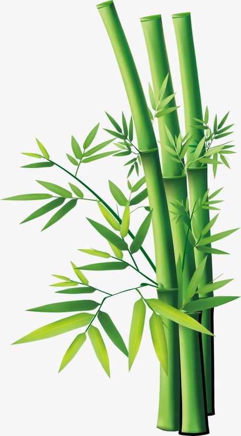 السلسلة الغذائية, Bamboo Image, Bamboo Drawing, Panda Png, Bamboo Background, Bamboo Wallpaper, Bamboo Tattoo, Bamboo Plant, Bio Data