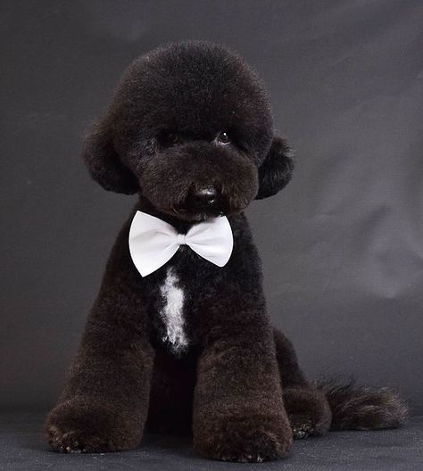 The Complete Guide to Asian Style Grooming Asian Dogs, Dog Grooming Diy, Toy Poodle Puppy, Puppy Decor, Poodle Haircut, Dog Grooming Clippers, Dog Grooming Salons, Teddy Bear Dog, Poodle Grooming