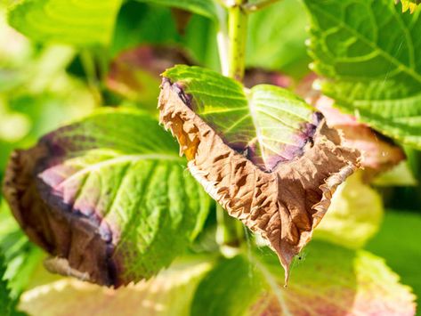 Brown Spots On Hydrangea Leaves, Spots On Hydrangea Leaves, Hydrangea Diseases, Watering Hydrangeas, Hydrangea Plant, Hydrangea Leaves, Hydrangea Bush, Growing Lavender, Hydrangea Care