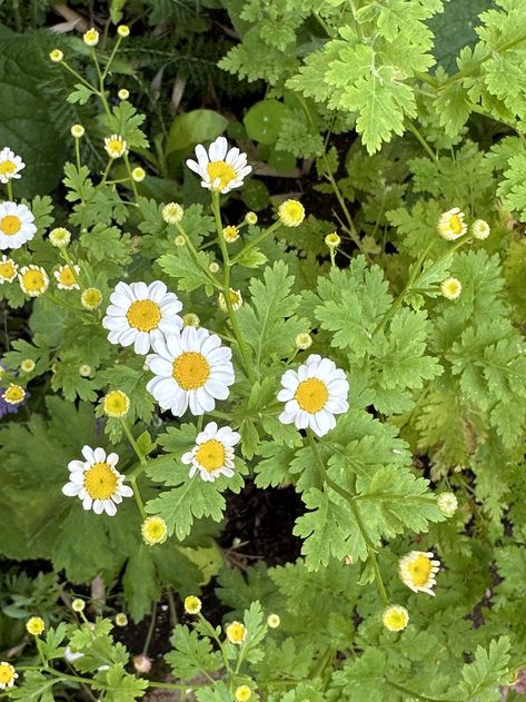 Where to Plant Feverfew — Meadowlark Journal Benefits Of Feverfew, Fever Few Flower, Harvesting Feverfew, Feverfew Flower, Wild Chamomile Plant, Feverfew Plant, Golden Feverfew, White Feverfew, Plants Bees Love