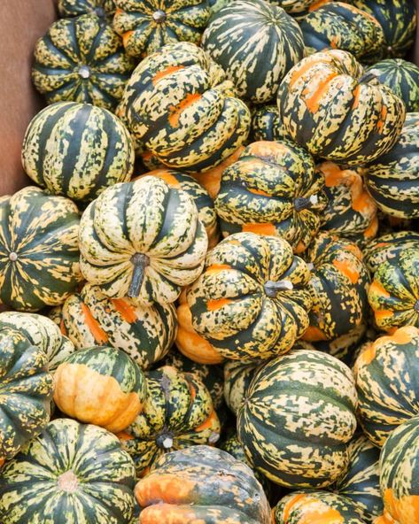 Why I’m Loving Carnival Squash Right Now | Kitchn Carnival Squash, Como Plantar Pitaya, Scrunchie Pattern, Diy Scrunchie, How To Make Scrunchies, Squash Seeds, Pattern Svg, Autumn Recipes, Small Pumpkins