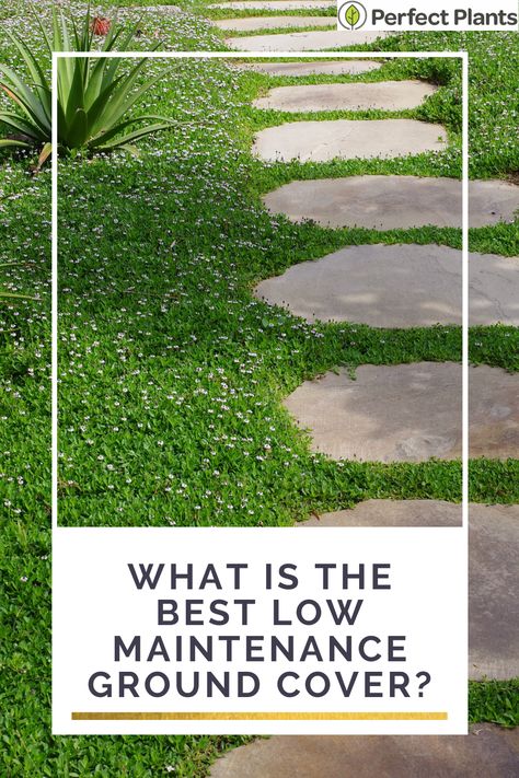 What is the best low maintenance ground cover| Perfect Plants Ground Cover For A Hillside, Yard Ground Cover Ideas, Jasmine Ground Cover Ideas, Easy Ground Cover Ideas, Zone 9 Ground Cover Drought Tolerant, Front Yard Ground Cover, Outdoor Ground Cover Ideas, Stepping Stones With Ground Cover, Low Water Ground Cover