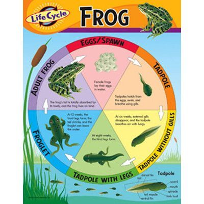 Trend Enterprises Life Cycle Of A Frog Chart (Set of 3) Frog Life Cycle Anchor Chart, Cycle Stages, Life Cycle Of A Frog, Frog Life Cycle, Life Cycles Activities, Lifecycle Of A Frog, Frog Life, Pond Life, Merit Badge