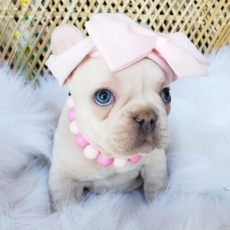 #frenchbulldog #frenchbulldogsofinstagram #frenchbulldogs #frenchbulldogpuppy #frenchbulldoglove #frenchbulldoglife #frenchbulldoglovers #frenchbulldogofinstagram #frenchbulldogpuppies #frenchbulldogsofig #frenchbulldogoftheday #frenchbulldogstyle #frenchbulldogstagram #frenchbulldogworld #frenchbulldogpics #frenchbulldogmix #frenchbulldogforsale #frenchbulldogshirt #frenchbulldogtshirts #frenchbulldogg #frenchbulldoginstagram #frenchbulldogsofinsta #frenchbulldogtees #frenchbulldogtshirt #fr... Frenchie Bulldog Puppy, Cream French Bulldog, French Bulldog Mix, French Bulldog For Sale, French Bulldog Shirt, Bulldog Pics, French Bulldog Gifts, Loving Animals, Bulldog Puppies For Sale