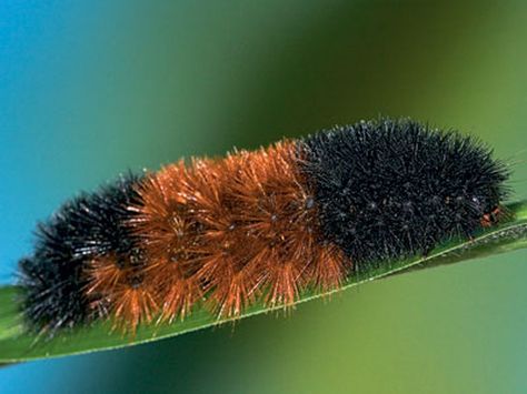 Woolly Bear Wooly Caterpillar, Wooly Bear Caterpillar, Woolly Bear, Garden Bugs, Beautiful Bugs, Bugs And Insects, Bear Art, Good Housekeeping, Childhood Education