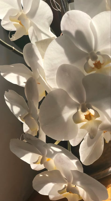 Orchid Aesthetic Flower, Orchid Aesthetic Wallpaper, Aesthetic Orchids, Orchids Aesthetic, Aesthetic Wallpaper Iphone Black, Orchids Wallpaper, Orchid Aesthetic, Flower Screensaver, Wallpaper Iphone Black