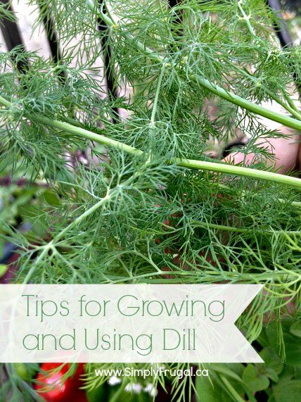 Tips for growing and using dill Growing Dill, How To Grow Dill, Herbs Garden, Garden Herbs, Growing Gardens, Home Vegetable Garden, Organic Gardening Tips, Growing Herbs, Flowers Garden