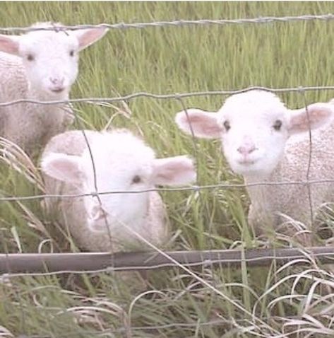 Cute Creatures, Nature Aesthetic, Cute Little Animals, 귀여운 동물, Beautiful Creatures, Farm Animals, Fur Babies, Baby Animals, Sheep