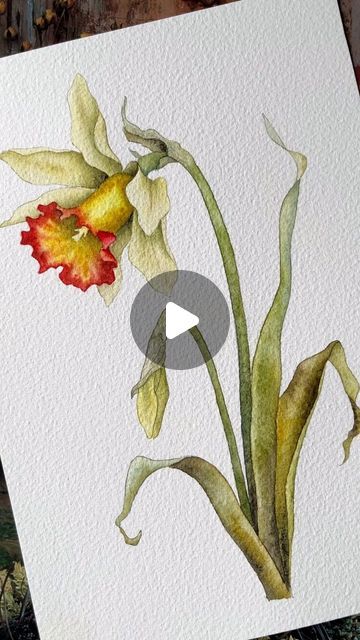 Unger EasyArt on Instagram: "Daffodil.. new watercolor tutorial available on Patreon, link in bio 🌼💛  #watercolorforbeginners #watercolorbotanicals #illustrationnow #inspiring_watercolors #aquarelle #watercolorpainting #botanicalartist #flowerpainting #botanicalillustration #floralwatercolor #botanicalart #botanicalpainting #daffodil #botanicalwatercolor #акварель #floralpainting #peinture #inspiredbynature #watercolour #watercolorillustration #акварельнаятехника #watercolorflowers #watercolortutorial #watercolourflower #watercolor_daily #paintingtutorial #aquarela #watercolor_guide #acuarelas #watercolortutorial" Daffodil Watercolor, Watercolor Daffodils, Watercolor Beginner, Daffodil Flower, Botanical Watercolor, Watercolor Flowers Paintings, Botanical Painting, Watercolour Tutorials, Botanical Illustration