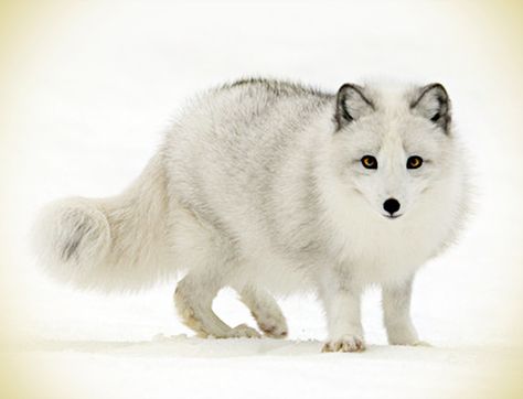 Zorro blanco Arctic Fox, The Snow, Fox, Walking, Animals