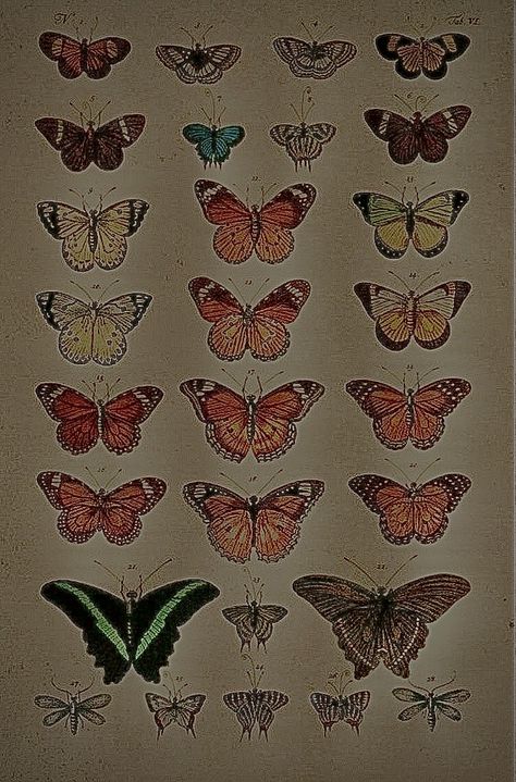 Sharp butterfly aesthetic wall art Butterfly Grunge Aesthetic, Grunge Books, Fairy Grunge Butterfly, Grunge Sharpen, Grunge Butterfly, Butterfly Aesthetic, Butterfly Photos, Fairy Grunge, Grunge Aesthetic