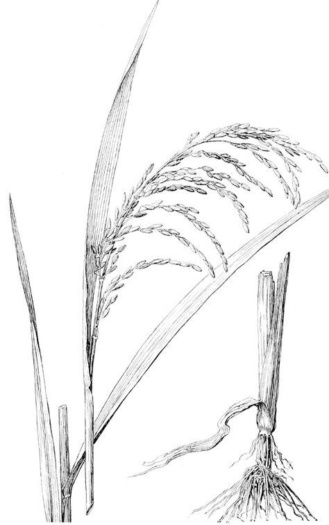 Rice Plant Tattoo Design, Rice Plant Tattoo, Rice Plant Illustration, Rice Plant Drawing, Reed Drawing, Wheat Drawing, Wheat Tattoo, Painting Love Couple, Rice Plant