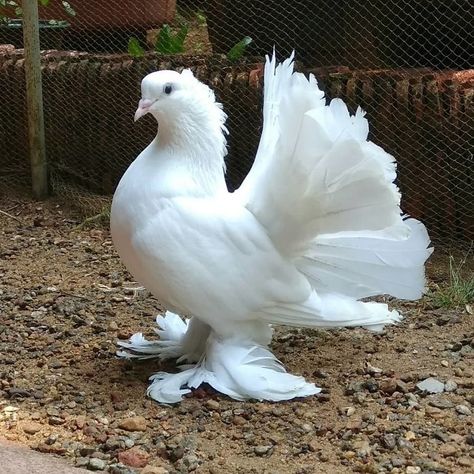 Indian Fantail Indian Fantail Pigeon, Jacobin Pigeon, Lahore Pigeon, Types Of Pigeons, Tumbler Pigeons, Fantail Pigeon, Nicobar Pigeon, Green Pigeon, Cute Pigeon