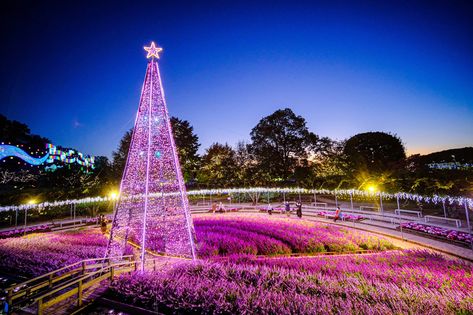 The amazing illuminations at Ashikaga Flower Park are here until February 2024 Sage Bush, Flower Park, Garden Of Lights, Glow Water, Wisteria Tree, Tokyo Station, Popular Flowers, Fantasy Theme, Rose Bush