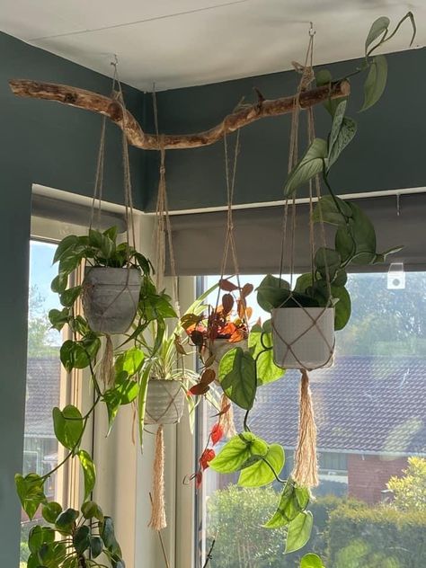 Simple Plant Decor, Hanging Plants In Room Aesthetic, Grow Light Plant Set Up, Hanging Bar For Plants, Plants In Macrame Hangers, Plant Shelf Over Door, Plants Over Mirror, Hanging Plants In Corner, Plant Shelves On Wall