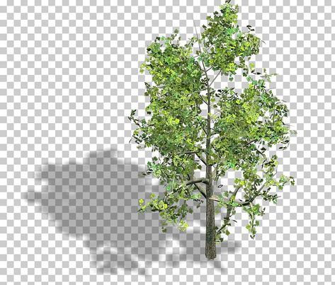 Tree Axonometric, Isometric Tree, Engineering Art, Plane Tree, Tree Plan, Architectural Engineering, Tree Sketches, Stem Projects, Background Remover