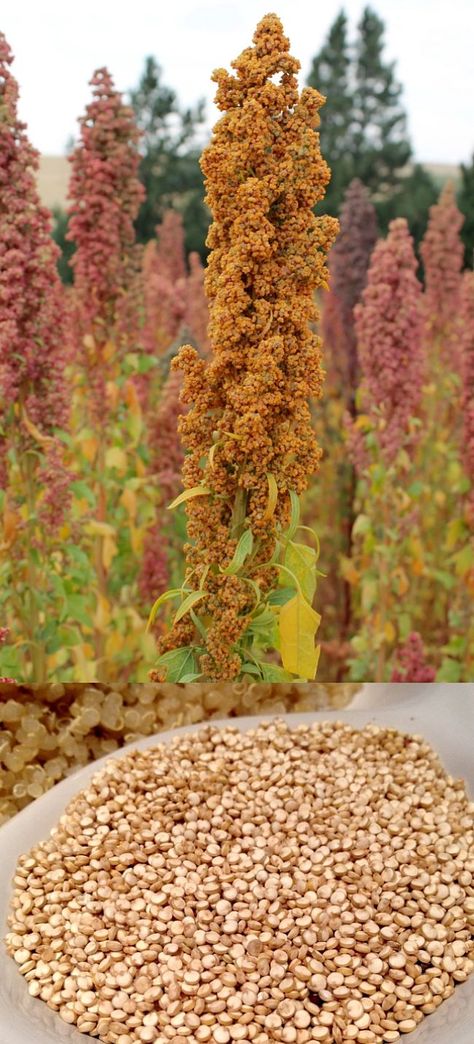 How To Grow Quinoa, Growing Grains At Home, Quinoa Plant, Growing Grains, Growing Quinoa, Farm Goals, Ohio Garden, Plant Shed, Vegetable Planting Guide