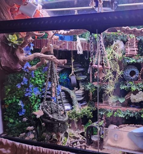 Bioactive Hermit Crab Tank, Pet Frog Habitat Terrariums, Remi Lebeau, Hermit Crab Tank Ideas, Jumping Spider Terrarium, Crested Gecko Habitat, Tree Frog Terrarium, Gecko Enclosure, Hermit Crab Homes