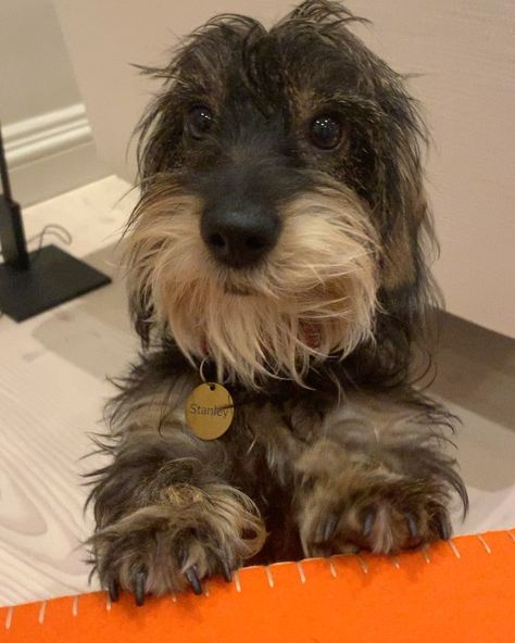 Stan the wirehaired dachshund on Instagram: “📣 But I haven’t had a belly rub in 3 mins..!?! 📣 #StanTheHotDawg . . . . . . . . . . . #dachshund #dachshundoftheday #dachshundlove…” Mini Wire Haired Dachshund, Wired Hair Dachshund, Miniature Wirehaired Dachshund, Wired Haired Dachshund, Short Hair Dachshund, Wirehaired Dachshund Puppy, Dachshund Wirehaired, Wirehaired Dachshund, Animal Collective