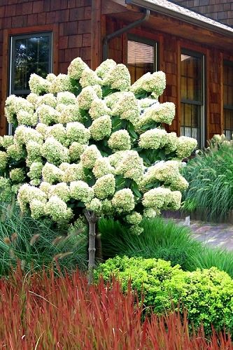 Hydrangea Paniculata Limelight, Strawberry Hydrangea, Hardy Hydrangea, Hydrangea Tree, Types Of Hydrangeas, Eastern Redbud, Topiary Tree, Limelight Hydrangea, Oakleaf Hydrangea