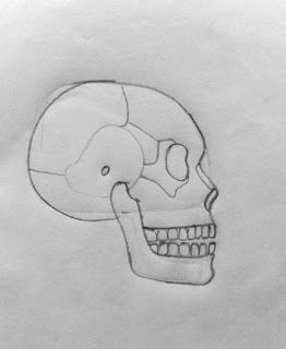 DRAW IT NEAT Drawing Biology, Skull Diagram, Tutorials On Drawing, Human Body Science Projects, Draw Skull, Biology Drawing, Biology Diagrams, Human Heart Anatomy, Science Drawing