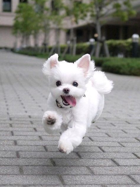 Yorkie Breeders, Teacup Poodles, Cleaning Grease, Puppy Time, Small Puppy, Maltese Puppies, Maltese Dog, 강아지 그림