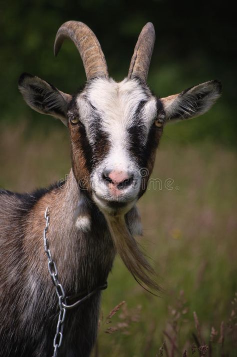 Animals Wallpaper Aesthetic, Goat Photos, Cute Animals Wallpaper, Goat Picture, Goat Paintings, Goat Logo, Angry Animals, Emotions Cards, Goat Barn