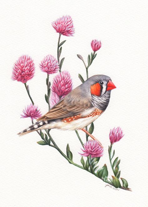 Finch Illustration, Pink Wildflowers, Zebra Finch, Bird Sketch, Bird Artwork, Bird Art Print, Color Pencil Art, Bird Drawings, Watercolor Bird