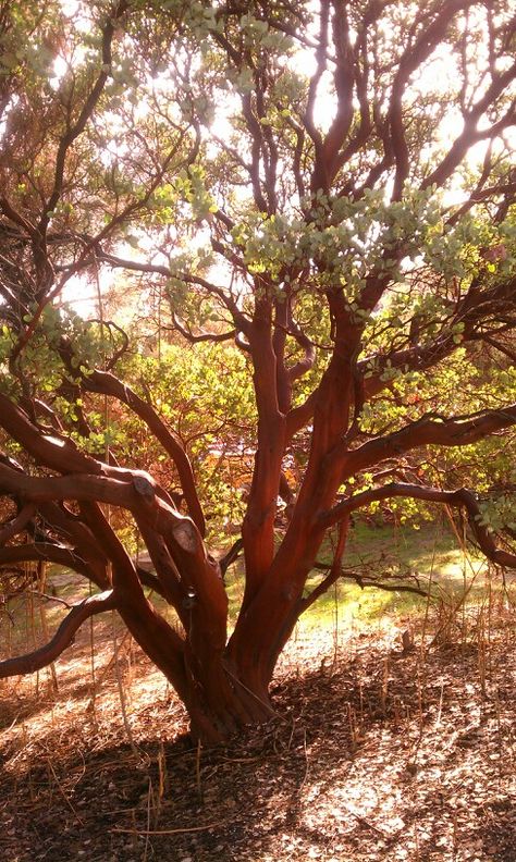 Anza manzanita Manzanita Tattoo, Manzanita Tree, Native Tattoos, California Living, Tree Wallpaper, Tree Leaves, Tree Sculpture, Cat Tree, Landscape Photos