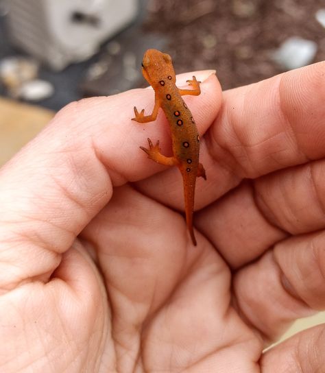 Newt Lizard, Red Spotted Newt, Eastern Newt, Newt Animal, Red Skin Spots, Animal Reference, Goofy Ahh, Leopard Gecko, Drawing Inspo