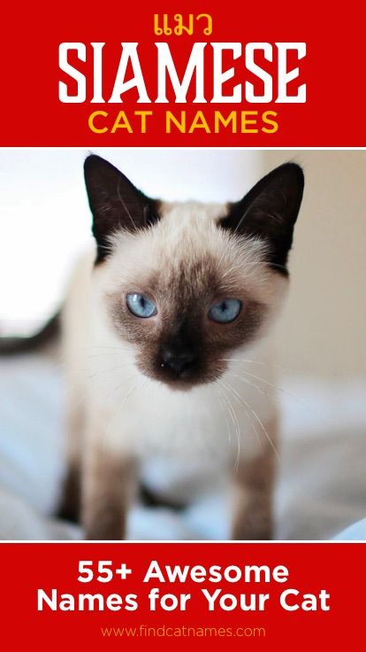 Sweet, sophisticated names for your Siamese cat. We've got 55+ cat name ideas you'll absolutely adore. Don't miss out on this ultimate list of Siamese cat names! #cats #catnames #kittens Boy Cat Names, Unique Cat Names, Girl Cat Names, Cool Boy Names, Cute Cat Names, Kitten Images, Kitten Names, Siamese Kittens, Kitten Care